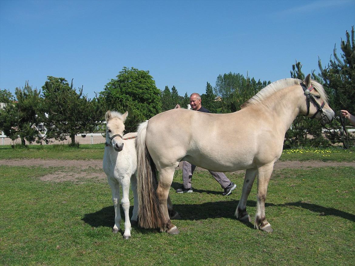 Fjordhest Rigmor Vårby - Rigmor med Rocco billede 5