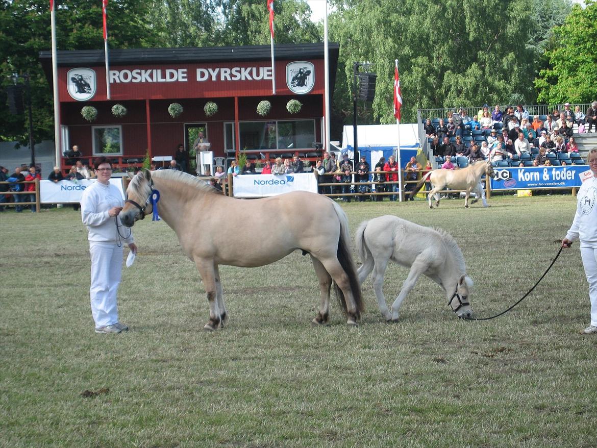 Fjordhest Rigmor Vårby - Roskilde dyrskue. Fik 23 point billede 6