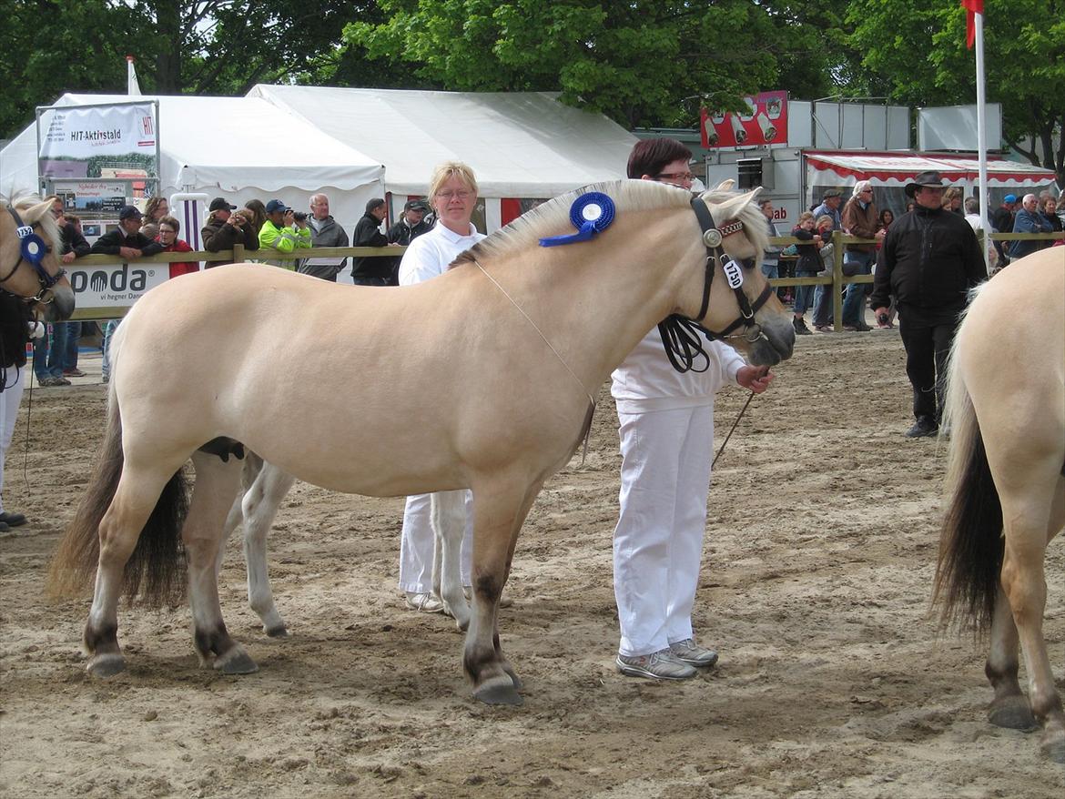 Fjordhest Rigmor Vårby - Rigmor til præsentation billede 8