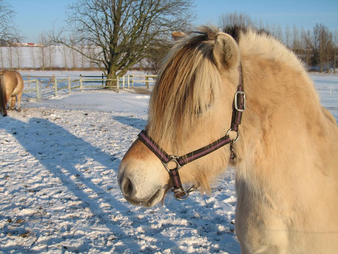 Fjordhest Rigmor Vårby - Rigmor i sneen billede 11