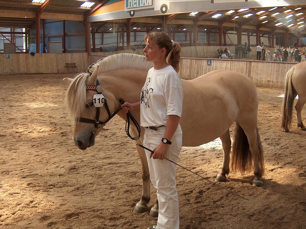 Fjordhest Rigmor Vårby - Rigmor og Tina til afkomssamling som fik bronce billede 12