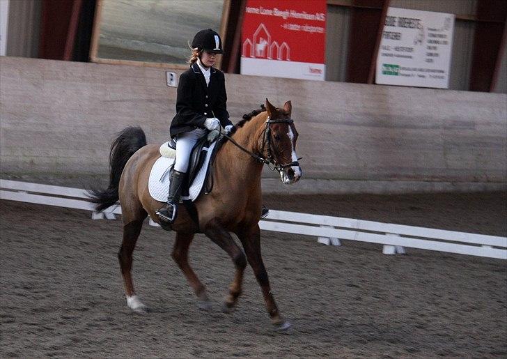 Anden særlig race Agazi <3 - Mig og Agazi til det første stævne :-) billede 1