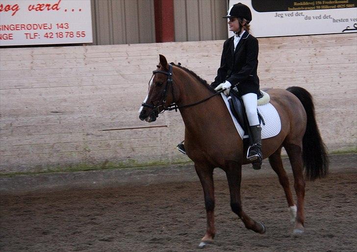 Anden særlig race Agazi <3 - Mig og Agazi til det første stævne :-)  billede 5