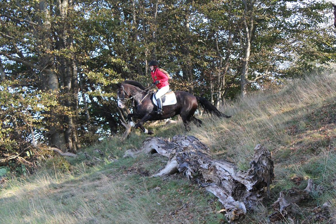 Anden særlig race Santina - Spring med dyb landing i hindsgaul dyrehave. billede 8
