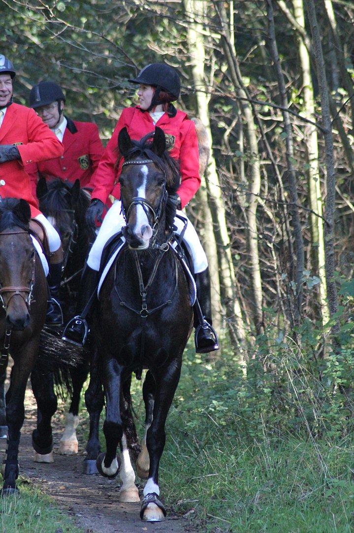 Anden særlig race Santina - Rider ræv på efterårs jagten i Hindsgaul dyrehave :-) billede 10