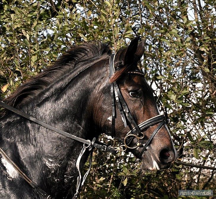 Anden særlig race Santina billede 11