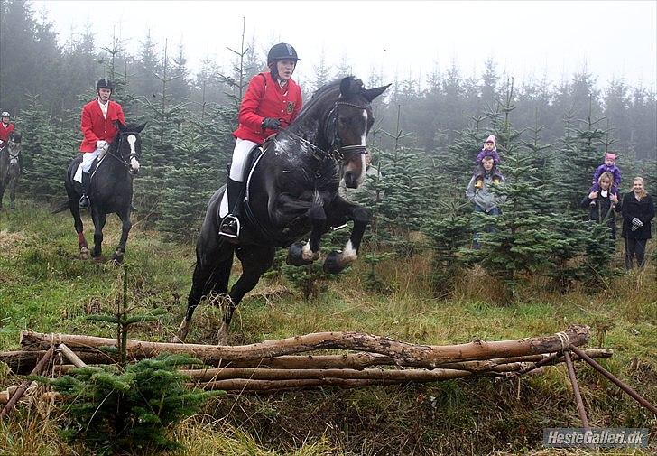 Anden særlig race Santina - Spring med grøft under. Hubertus jagt 2011 billede 12