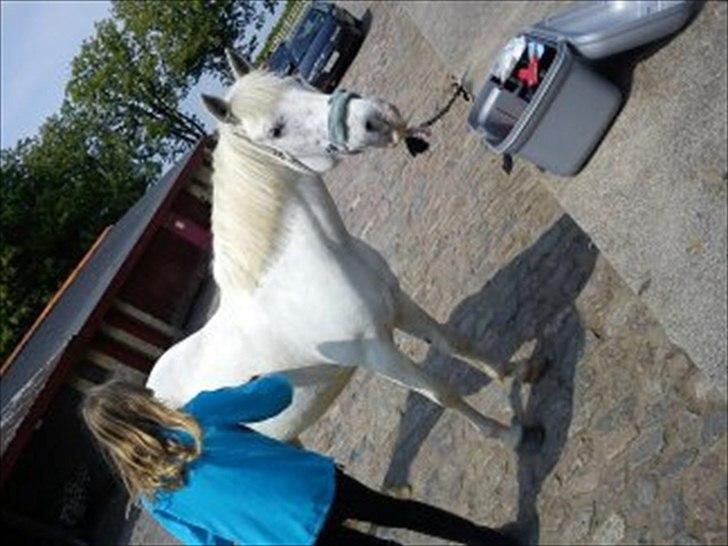 Anden særlig race Dunja - Jeg står & strigler dejlige Dunja, udenfor..^^

Fotograf: Simone..^^ billede 18