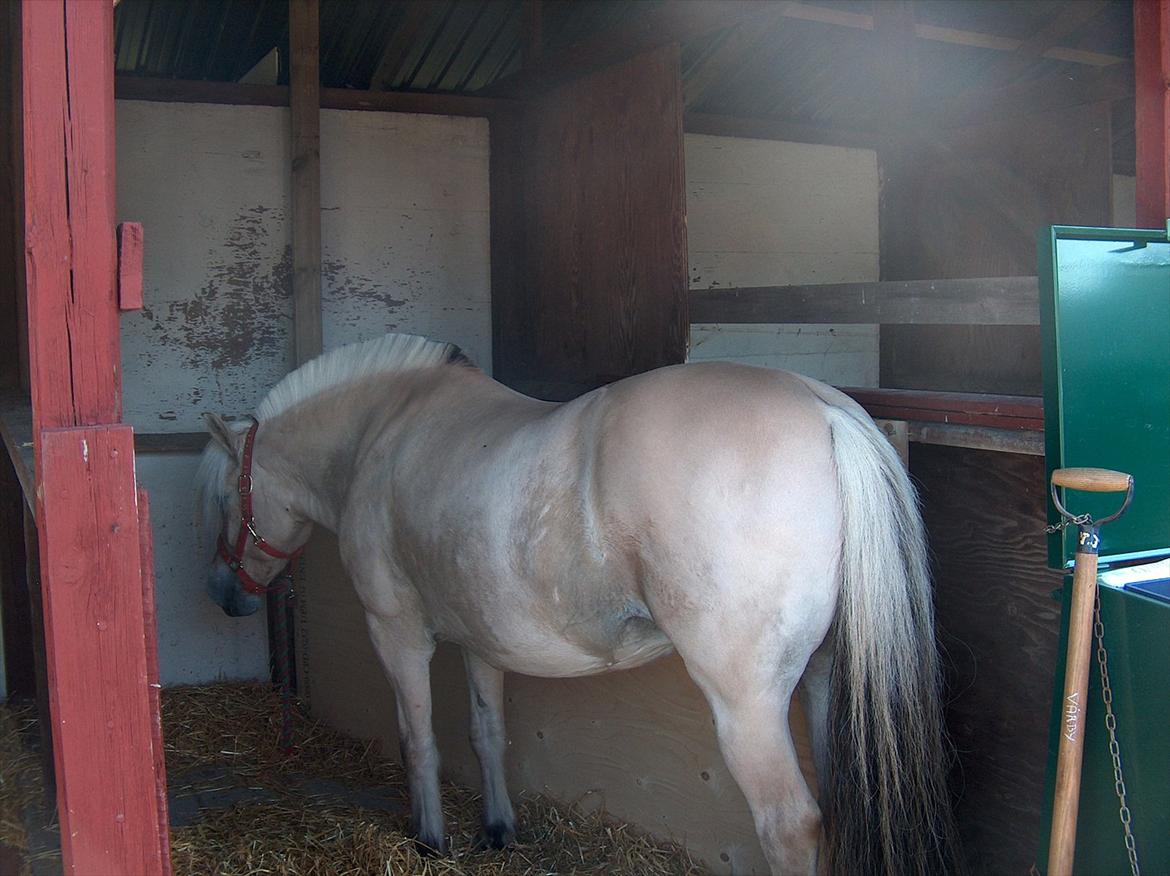Fjordhest Rie Vårby - Rie på dyrskue billede 1