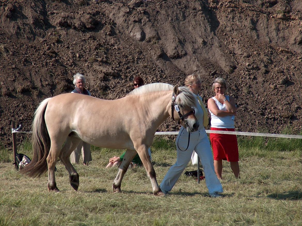 Fjordhest Rie Vårby - Så skal der mønstres billede 2
