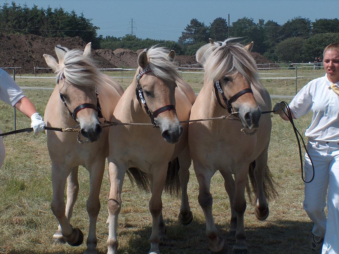 Fjordhest Rie Vårby - Ries samling med døtrene Chili og Bellis Vårby  billede 4