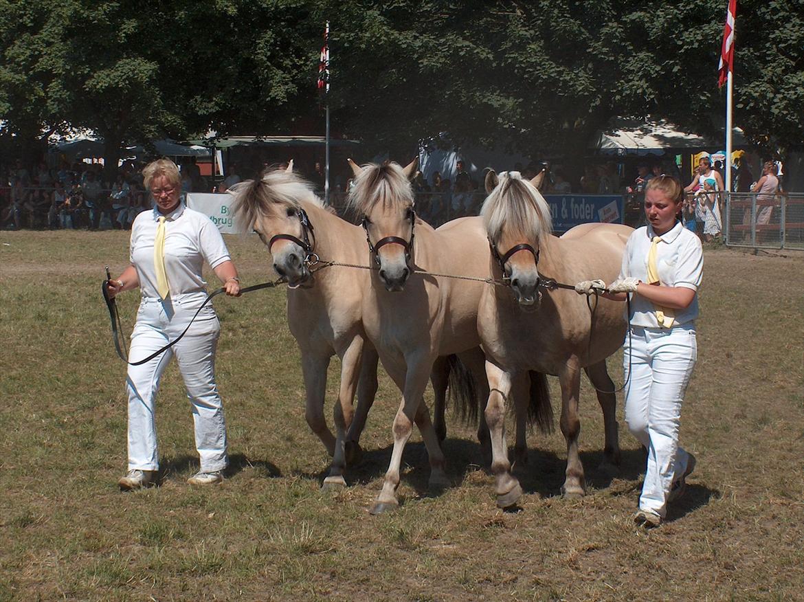 Fjordhest Rie Vårby - Skuets næstbedste samling billede 7