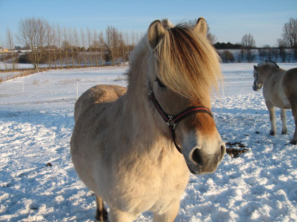 Fjordhest Rie Vårby - Rie i sneen billede 8