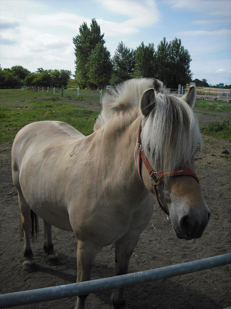 Fjordhest Rie Vårby - Rie på sommergræs billede 9