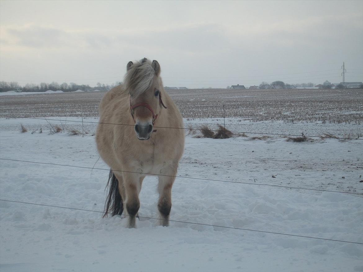 Fjordhest Rie Vårby - Rie i sneen billede 10