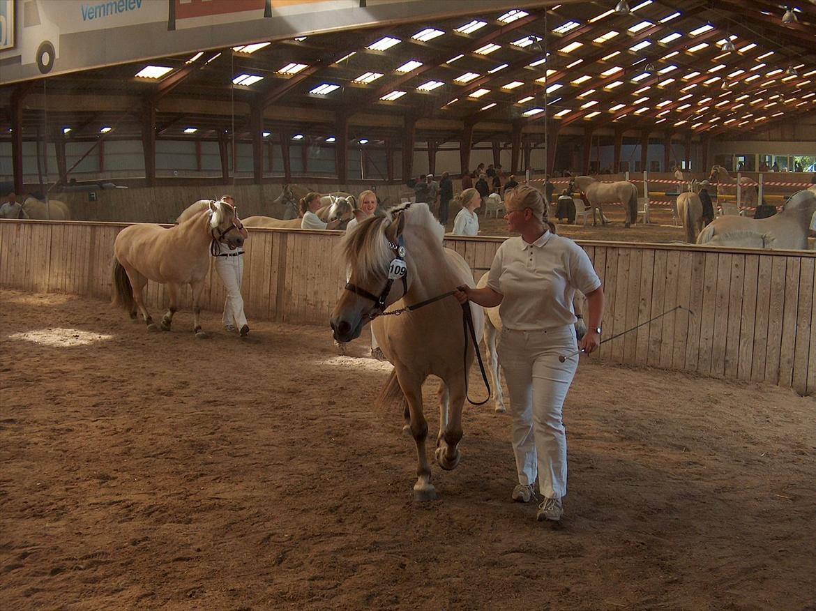 Fjordhest Rie Vårby - Rie til bedømmelse med sin samling som udløste bronce billede 11