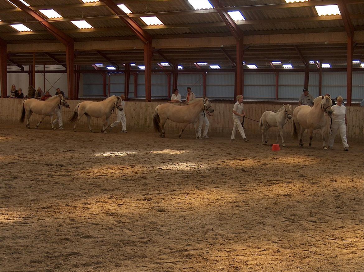 Fjordhest Rie Vårby - Bronce samlingen billede 12