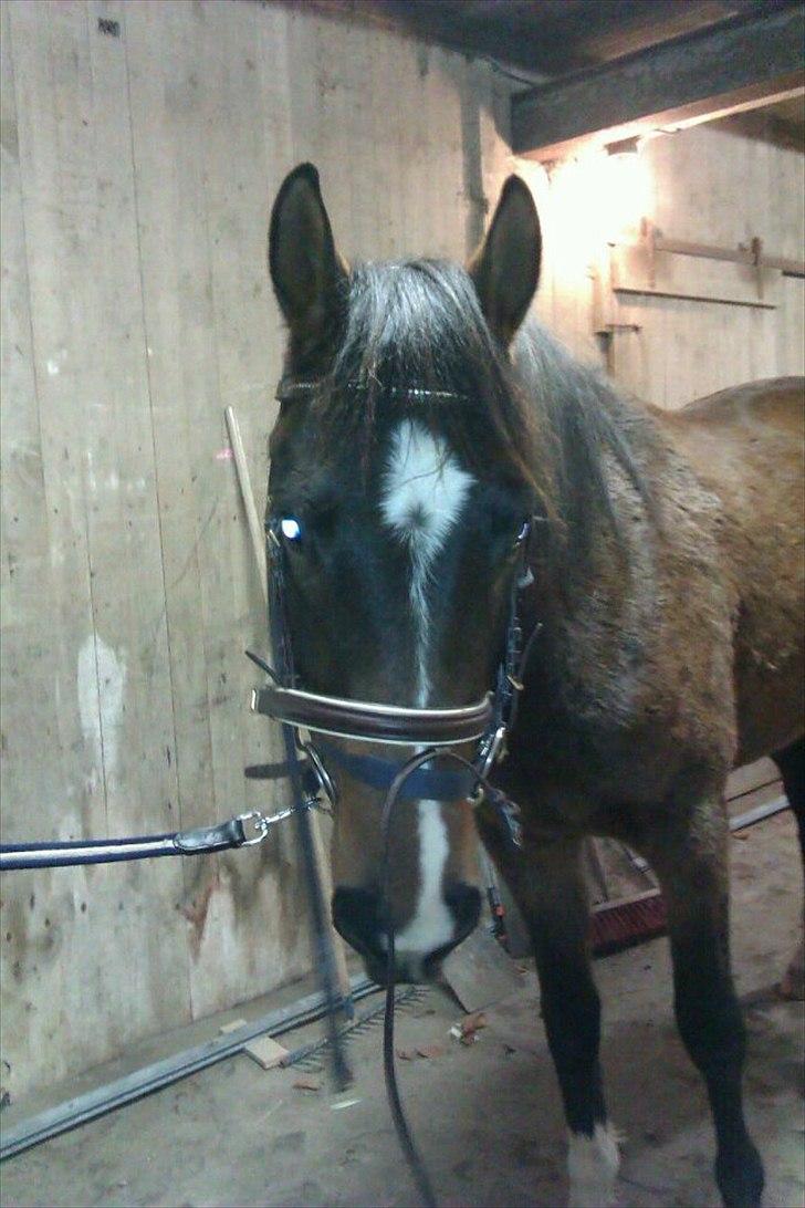 Dansk Varmblod Bukkerups Aiko - Lidt dårlig kvalitet. Men her, et billede af Aiko med bid i munden for første gang. D. 08-12-11 billede 12