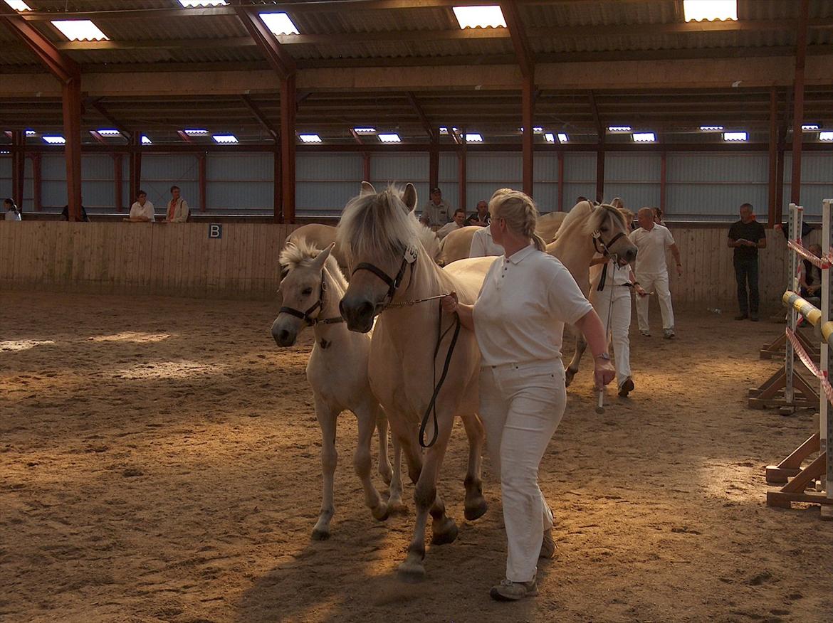 Fjordhest Rie Vårby - Rie med sit føl Sienna Vårby billede 13