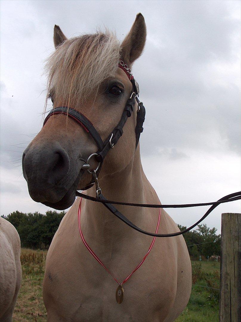 Fjordhest Rie Vårby - Rie med sin broncemedalje om halsen billede 14