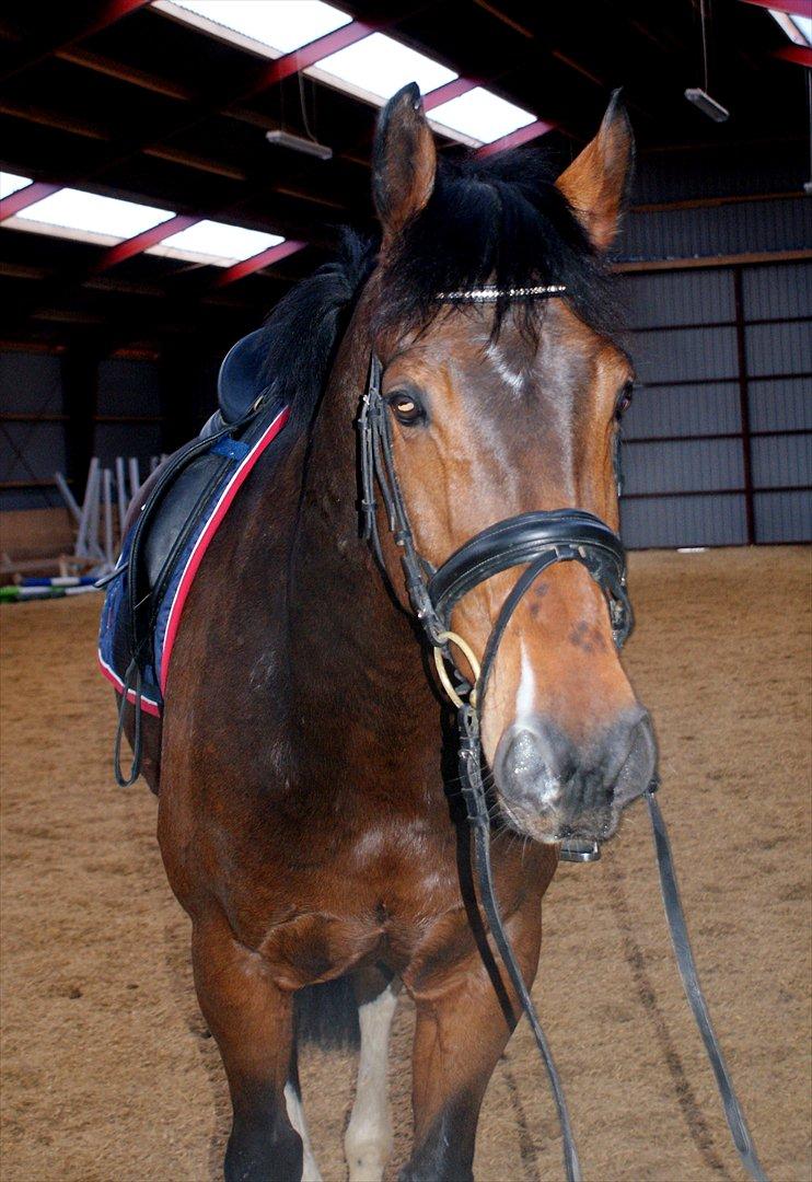 Hollandsk Varmblod B billede 8