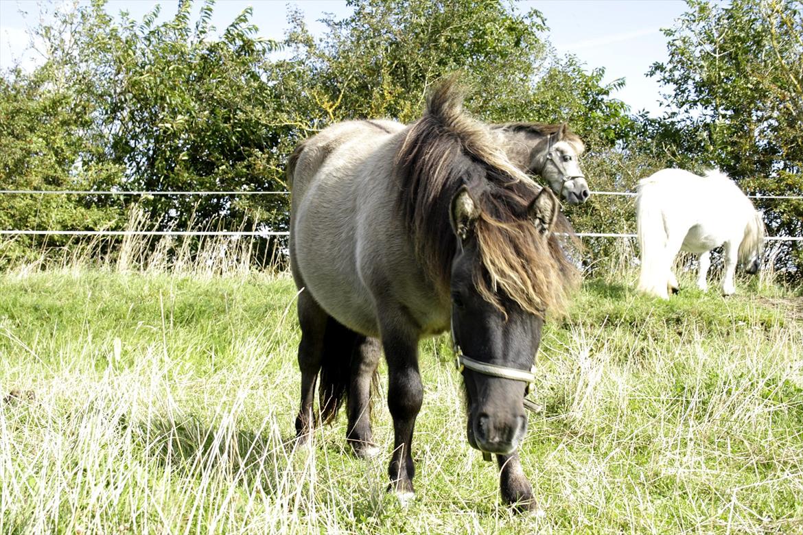 Shetlænder Teglgårdens Ydun billede 12