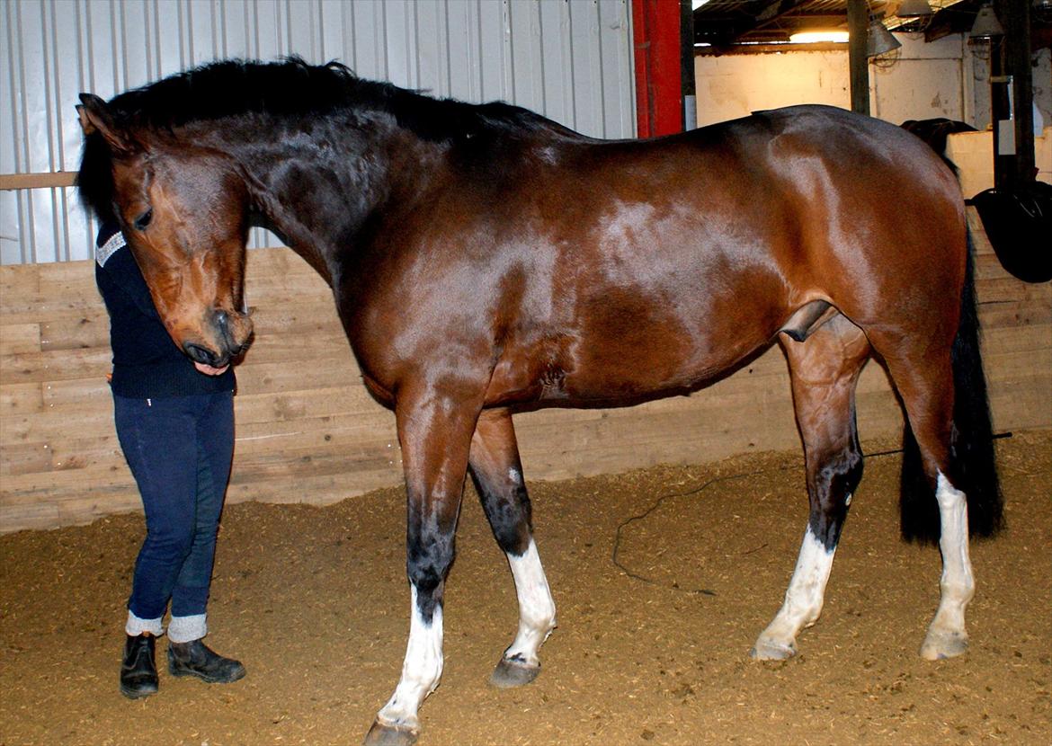 Hollandsk Varmblod B - "Har du en guf til mig eller hva?!" billede 22