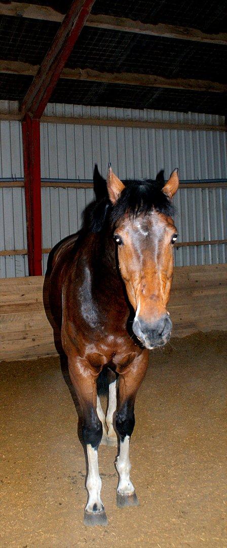 Hollandsk Varmblod B - Smukke hvide "stænger" <3 billede 23