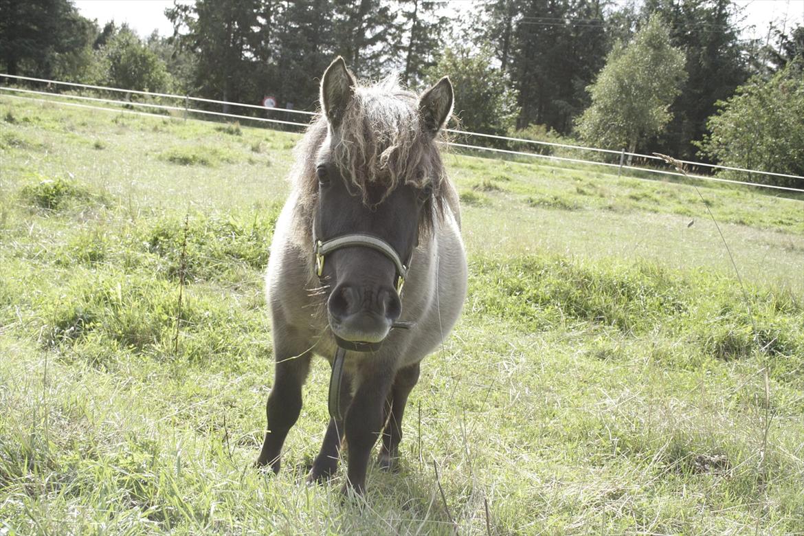 Shetlænder Teglgårdens Ydun billede 13