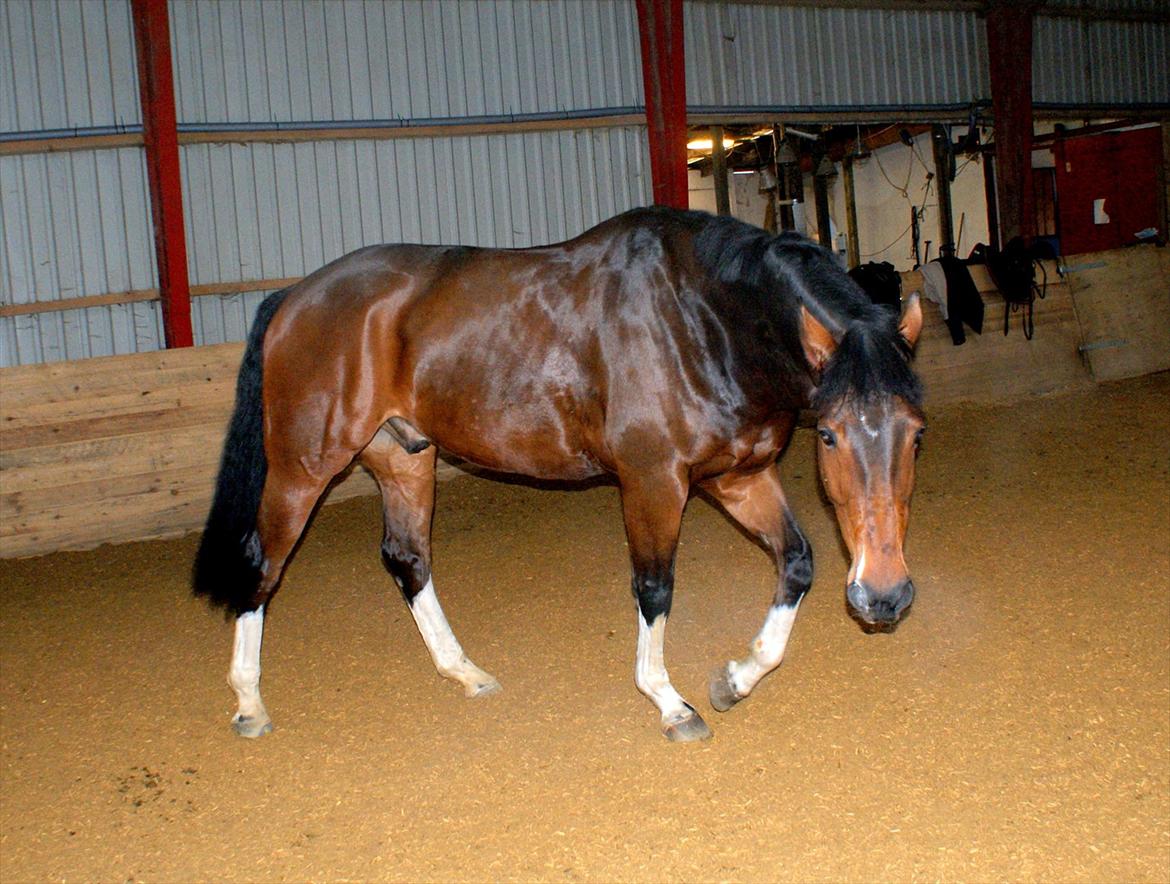 Hollandsk Varmblod B - B løs i ridehallen ! billede 24