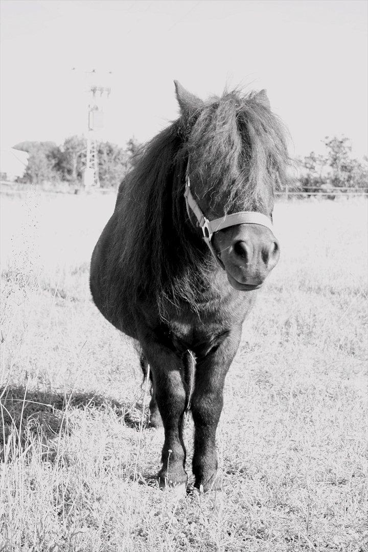 Shetlænder Vestergårdens Absalon-Ponyprins<3 billede 1