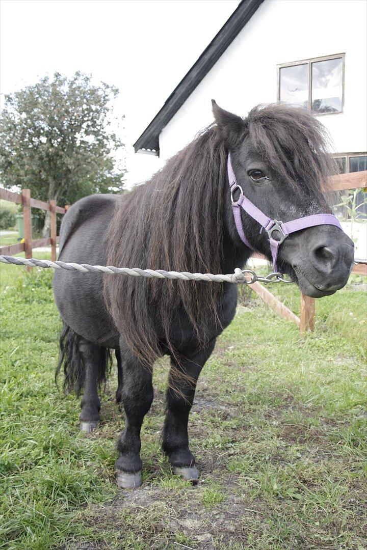 Shetlænder Vestergårdens Absalon-Ponyprins<3 billede 14