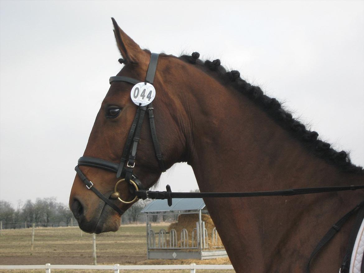 Dansk Varmblod Lance Adoa billede 13