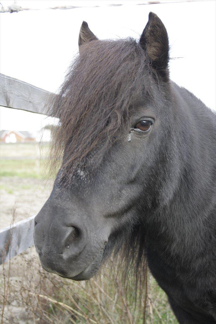 Shetlænder Vestergårdens Absalon-Ponyprins<3 billede 15