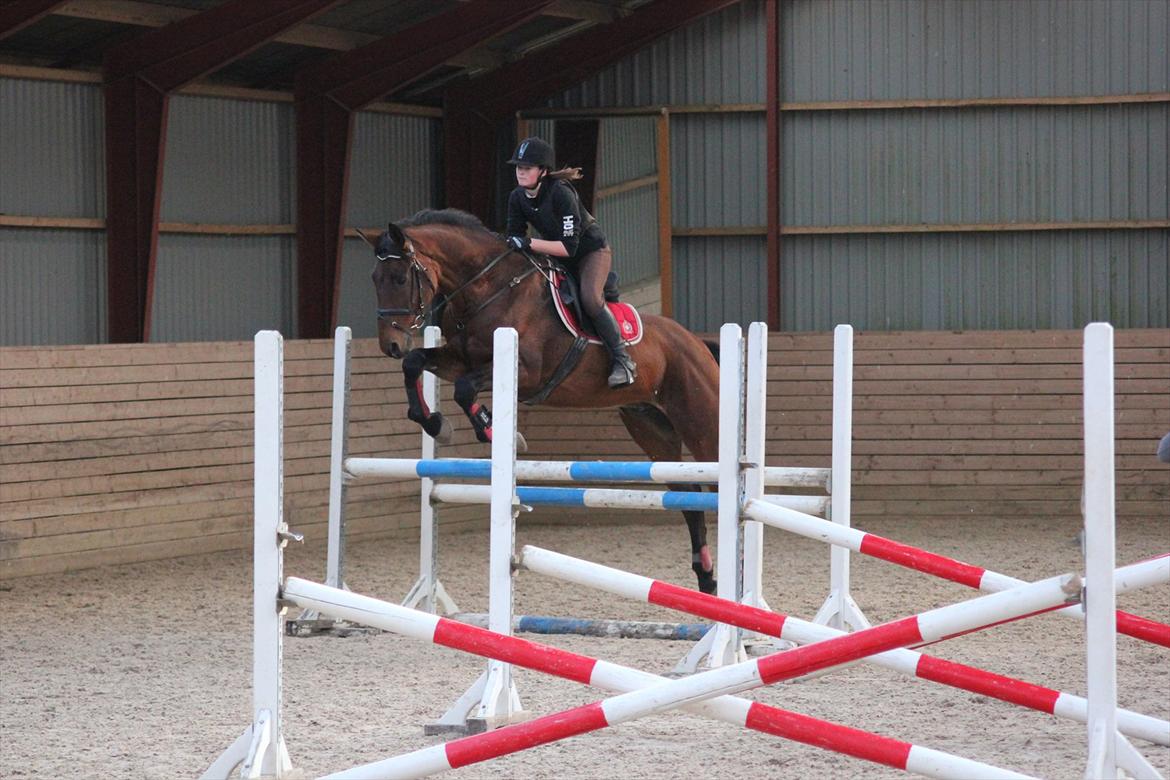Anden særlig race Skærbækgårds Diego - 2 gang til springundervisning   Foto : Julie billede 7