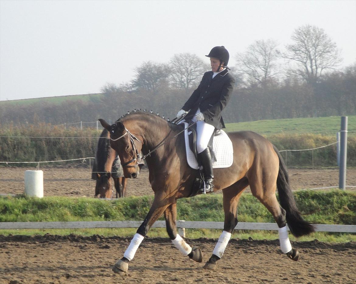 Dansk Varmblod Håbets Romano billede 11