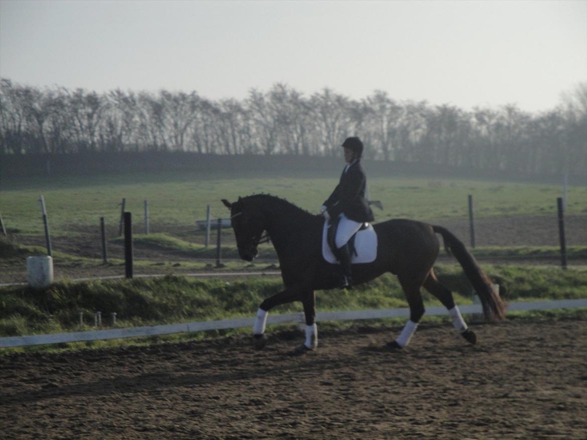 Dansk Varmblod Håbets Romano billede 12