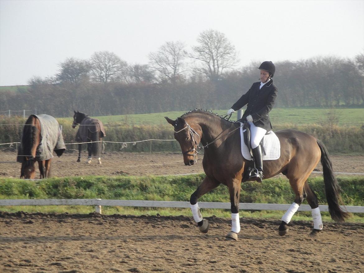 Dansk Varmblod Håbets Romano billede 13