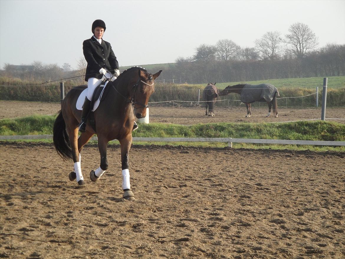 Dansk Varmblod Håbets Romano billede 14