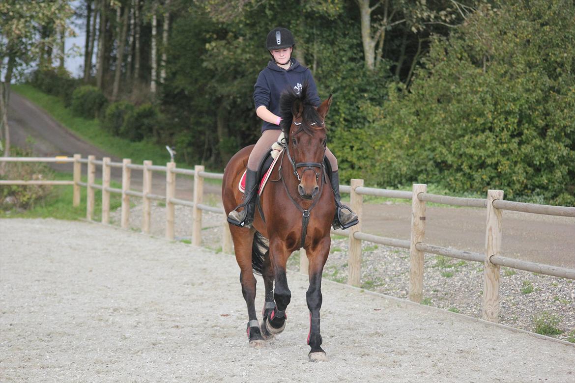 Anden særlig race Skærbækgårds Diego - En af de første gange jeg rider ham Foto : Julie billede 8