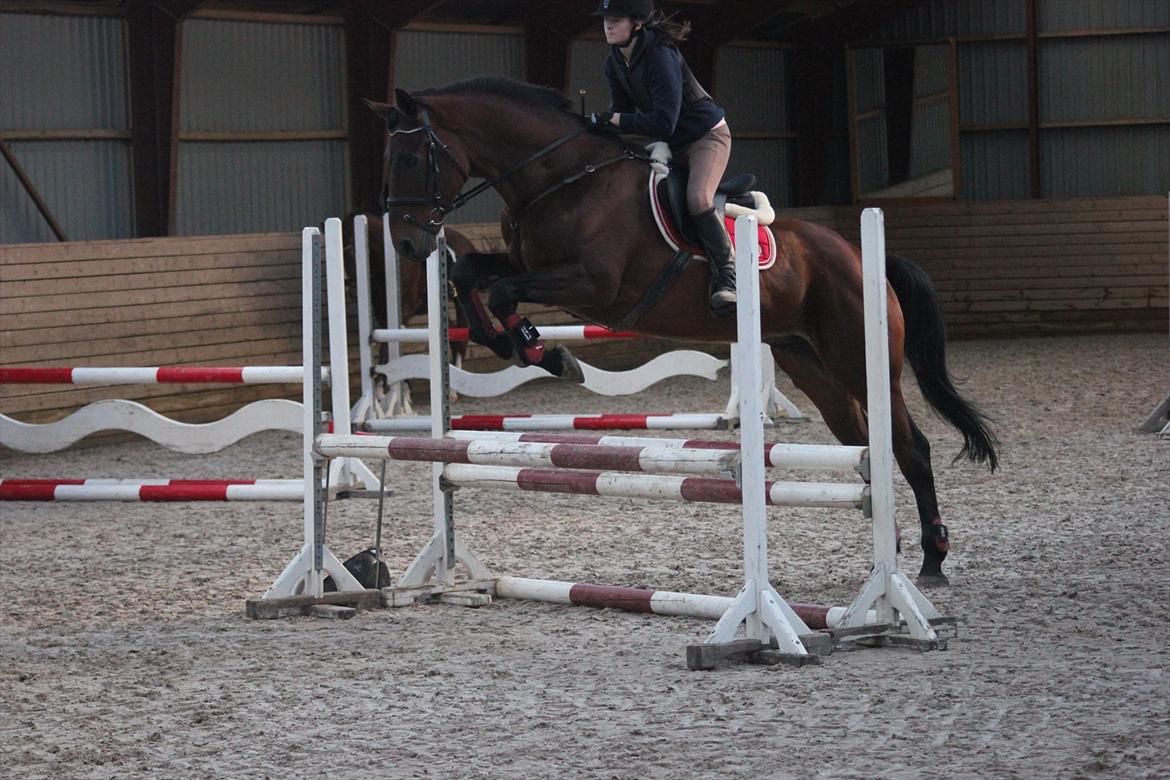 Anden særlig race Skærbækgårds Diego - 1 gang til springundervisning   Foto : Julie billede 9