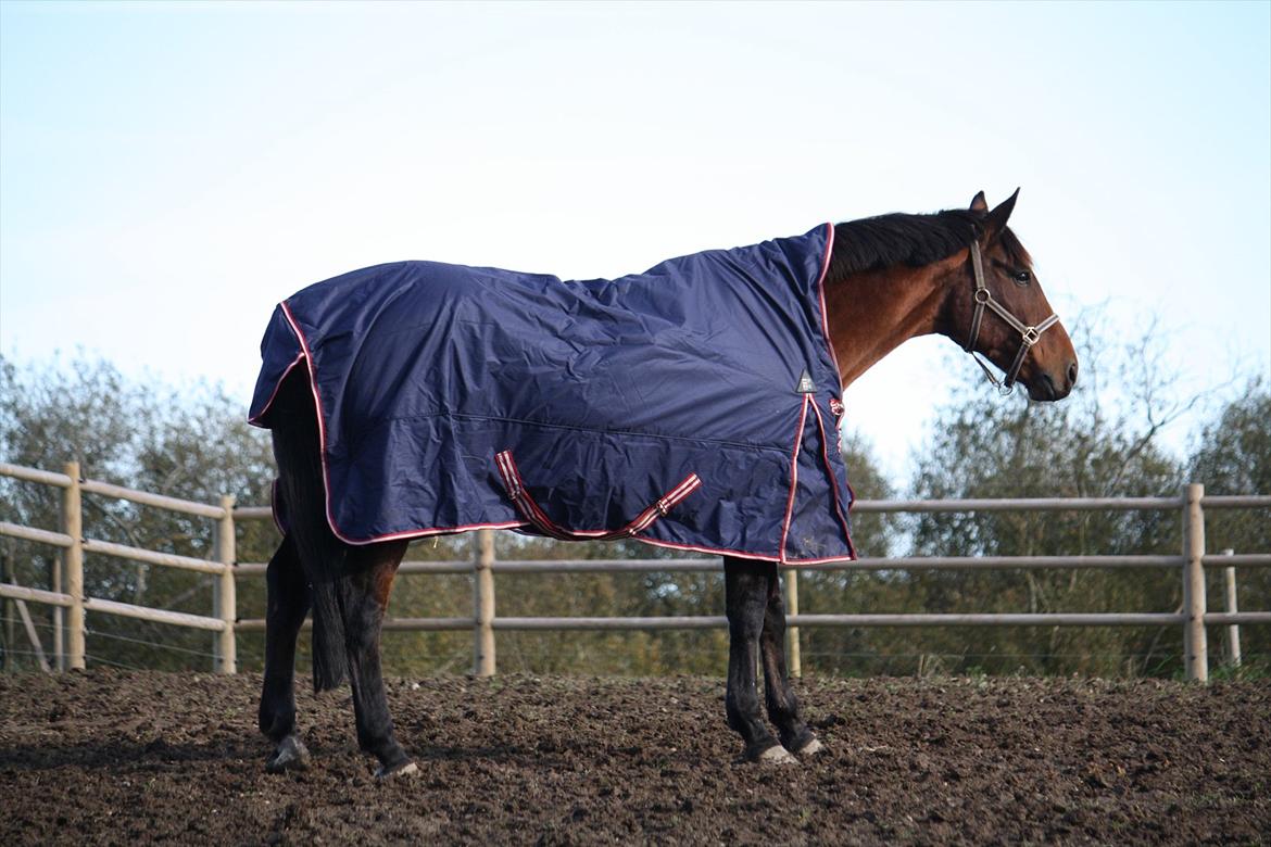 Anden særlig race Skærbækgårds Diego - Diego på fold :) Foto : mig billede 11