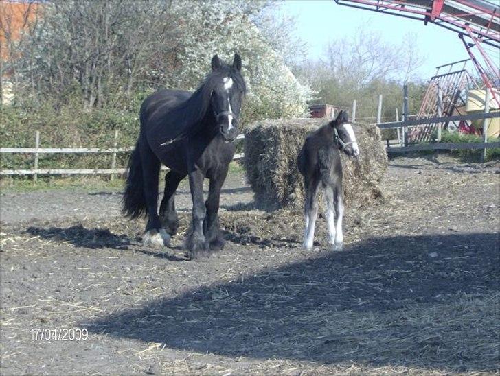 Irish Cob Black Irish Blackie billede 2