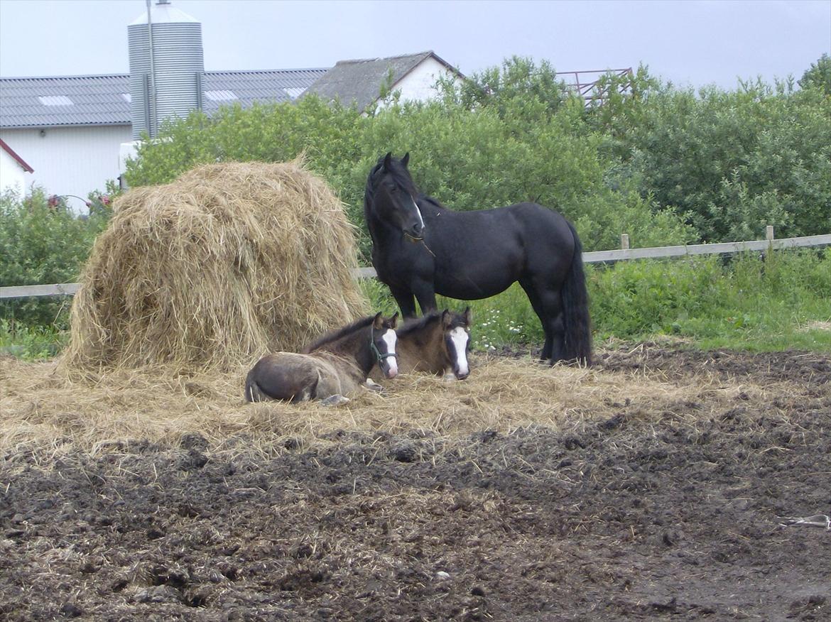 Irish Cob Black Irish Blackie billede 4