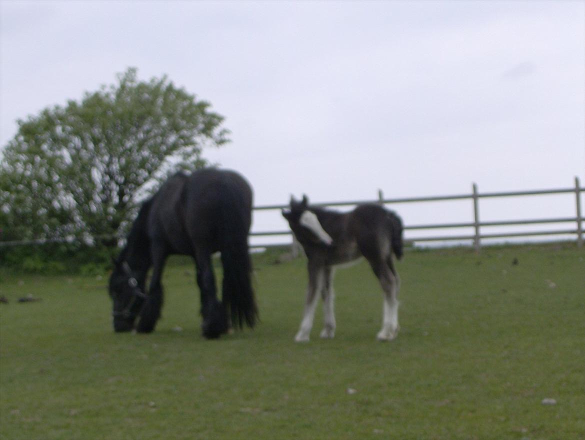 Irish Cob Black Irish Blackie billede 6