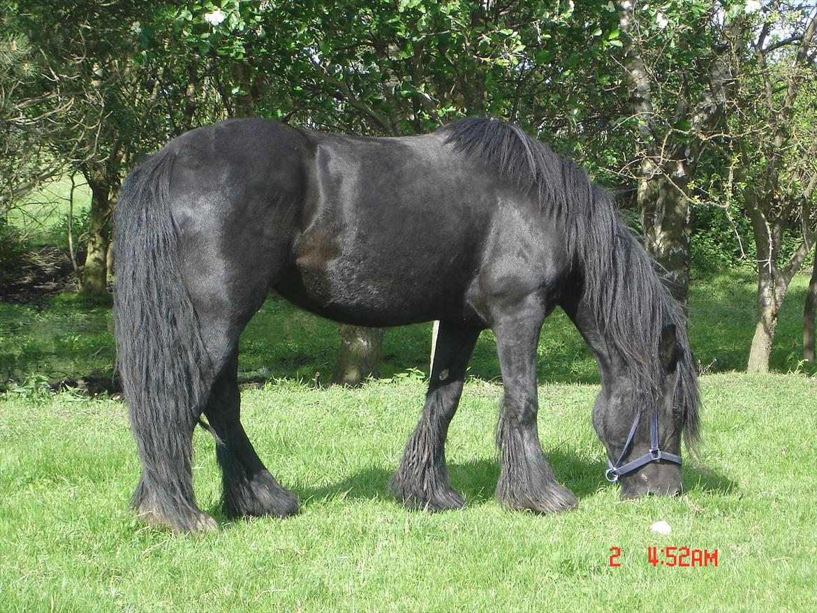 Irish Cob Black Irish Blackie billede 7