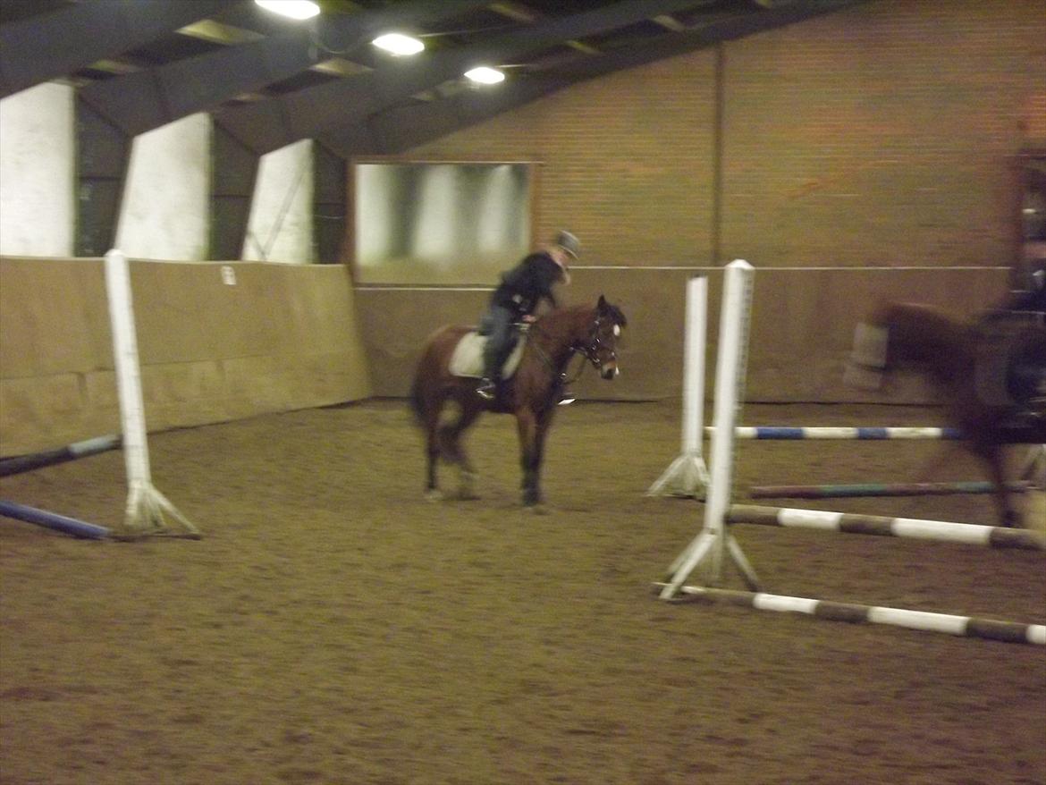 Welsh Pony (sec B) Kastaniegårdens Askepot-Potte<3 - We Only live in a lifetime¤ Første springtime. Foto: Mor billede 4