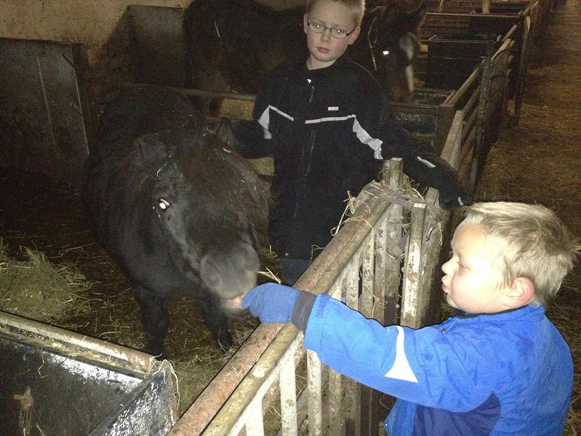 Anden særlig race Antos Kandis - 8/12/2011 billede 15