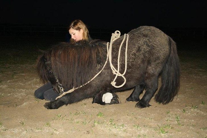 Shetlænder Black Stallion VBS - To be or what not to be! Blackie er min guud billede 15