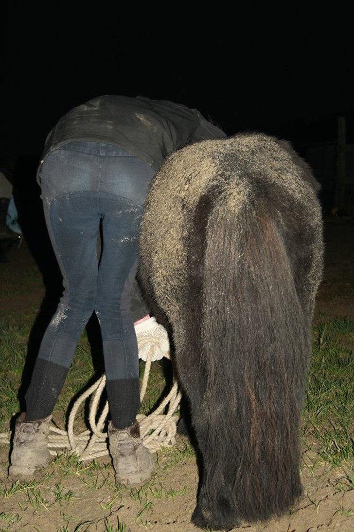 Shetlænder Black Stallion VBS - Når enden er go er alting godt, i dette tilfælde rigtig god! xP billede 16